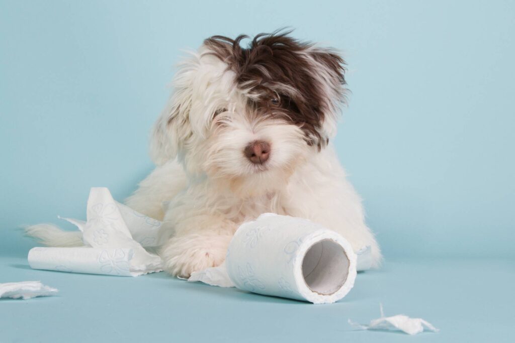 cane che gioca con la carta igienica simbolo di diarrea