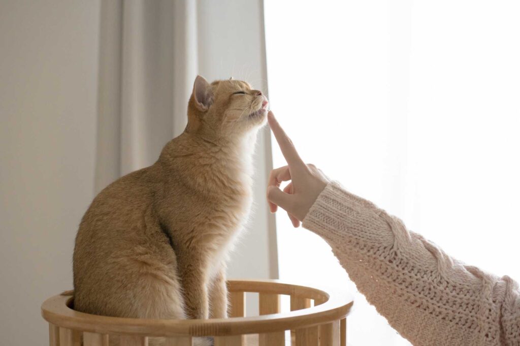 donna avvicina l'indice dopo aver dato prebiotico al gatto che si lecca i baffi