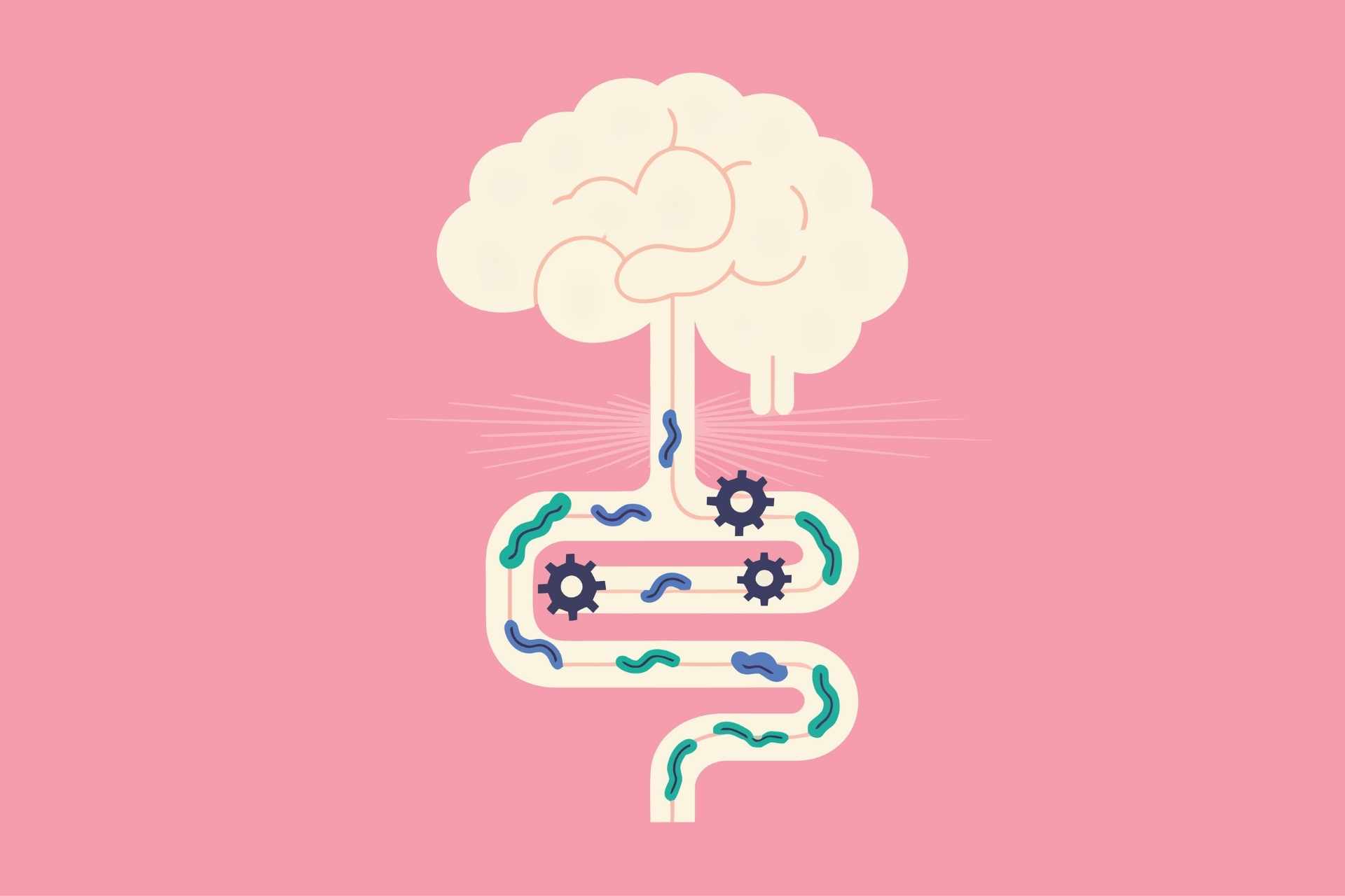 Ecco come l’intestino “dialoga” con il cervello e perché potrebbe cambiare le cure di domani